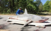 Американский рыбак из Флориды поймал на удочку акулу весом 365 килограм