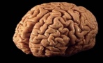 Как работает наш мозг. Изучаем и анализируем