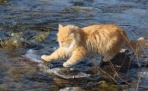 В мире животных. Почему кошки любят рыбу, но не любят плавать?