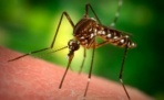 Почему комары кусают одного человека и игнорируют другого?