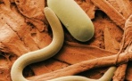 10 самых изобретательных паразитов