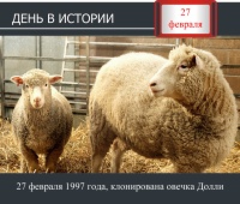 День в истории. 27 февраля 1997 года, клонирована овечка Долли