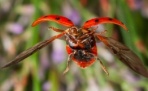 Ученые проанализировали работу мускулов насекомого в полете