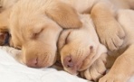 10 интересных фактов о том, как спят животные